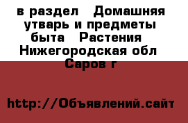  в раздел : Домашняя утварь и предметы быта » Растения . Нижегородская обл.,Саров г.